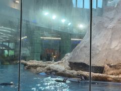 -帝企鹅自助餐厅•儿童岛•真企鹅(长隆企鹅酒店)