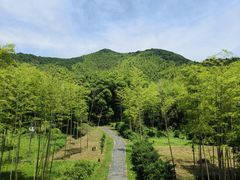 -大唐贡茶院