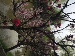南汇桃花村-南汇桃花村