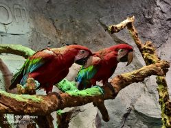 -Zoolung Zoolung动物主题公园(海信广场店)