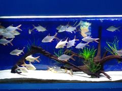 -沙沙哗啦海洋馆(华宇百花谷店)