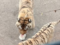 -大连森林动物园