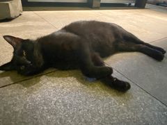 -老地方猫儿面(磁器口店)