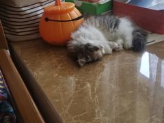 -安安宠医·臻爱宠物医院·宠保定点(营门口路分院)