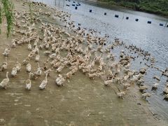 -郴州特产舜华临武鸭(郴州西站店)