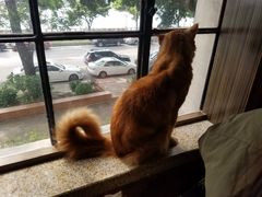 -more than meow吴止猫主题餐厅(承德 中船汇店)