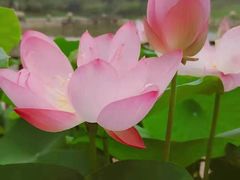景观位-龙吟九品(青龙山庄店)