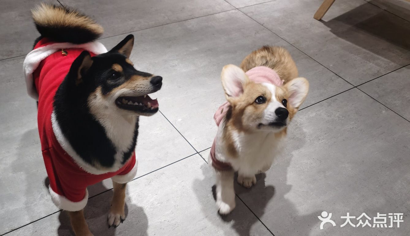 hey we go 柴犬吧