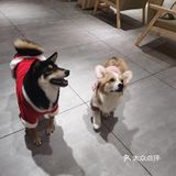 hey we go 柴犬吧