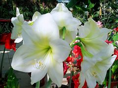 -国家植物园南园