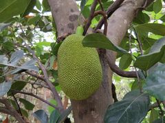 -北京呀路古热带植物园