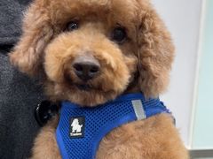 -宠福鑫康馨动物医院·骨科·眼科