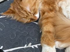 -平行世界·猫咖(首经贸店)