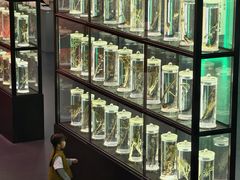 -广东中医药博物馆