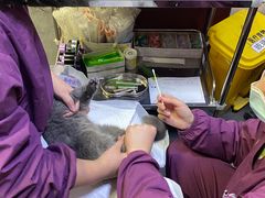 -宠爱国际动物医院· 猫科· 外科·中兽医(长白店)