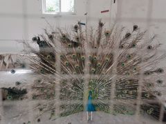 -辛玛王国游乐园