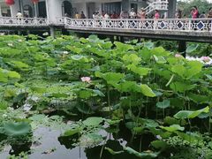 -荔湾湖公园