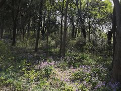 -昆山城市生态森林公园