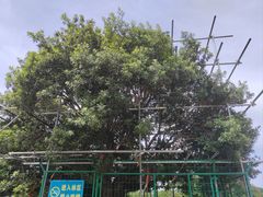-树山生态村