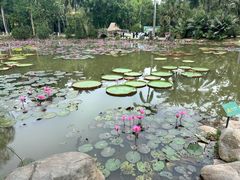 -中国科学院西双版纳热带植物园