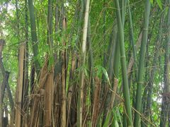 -南山植物园