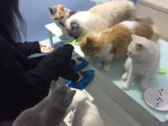 -喵的天空名猫咖啡馆·撸猫·猫舍·用品