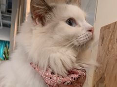 -喵喵咪呀布偶猫咖(春熙路店)