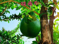 -海南热带野生动植物园