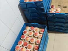 -老袁家蜜桃农场·阳山水蜜桃