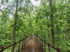 -黄海国家森林公园