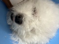 -瑞派康怡24h宠物医院·犬猫医疗中心·微创绝育(瑞景分院)