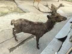 -清迈夜间动物园