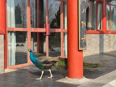 -有喜胶东小馆(太申祥和店)