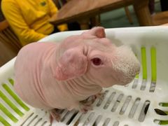 -藦茜花园宠物主题亲子互动体验馆(国顺东路店)