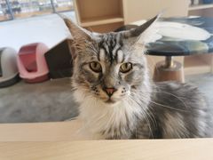 -瞄一喵猫咖(格力海岸店)