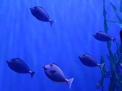 -江和美海洋公园