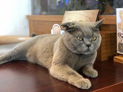 -喵园·猫主题咖啡厅·撸猫·猫咖(国贸店)