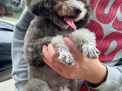 -伟伟宠物医院·CT影像中心·瑞派犬猫综合性门诊(汉口总院)