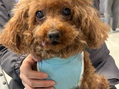 -北京派仕佳德动物医院·超导核磁·CT·神经科·骨科·内外科·急重症管理中心