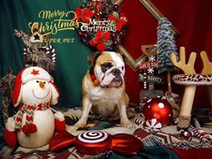 -超宠爱宠物摄影-Super pet