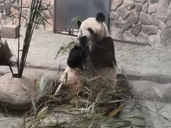 -都江堰中华大熊猫苑