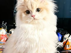 -lincat·猫舍(广州店)