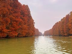 -上海海湾国家森林公园