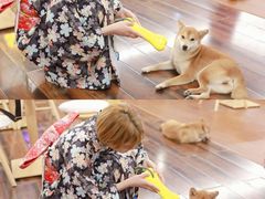 -豆柴町-柴犬主题狗咖(红鼎国际C座店)