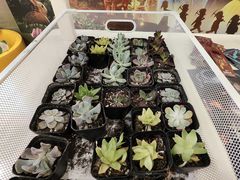 -北京英嘉国际影城(金源CINITY店)