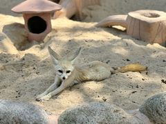 -西霞口神雕山野生动物世界