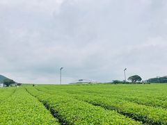 -雪绿茶博物馆