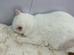 -爱洗澡的猫(望京店)