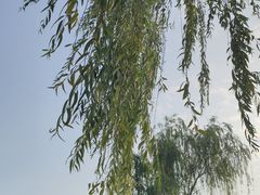 -茯茶镇