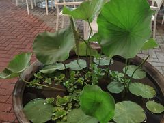 -813芭依珊 BAESAn(皇冠十畝地店)